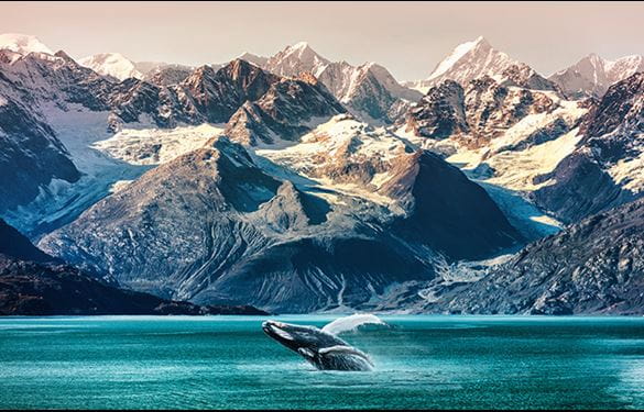 Whale breaching the water in front of snow covered Alaskan mountain ranges