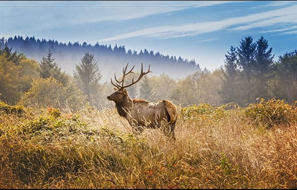 Elk With Royal Stags In The Yosemite National Park 